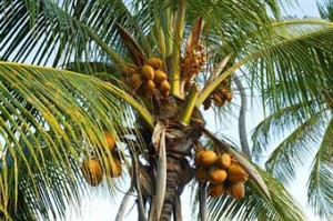 coconut-tree