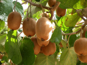 kiwi-fruit-tree