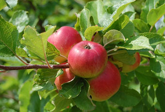 apple-tree