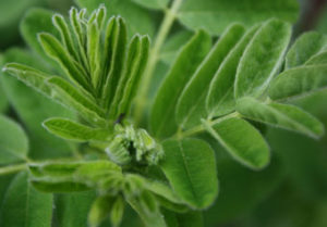 astragalus-herb