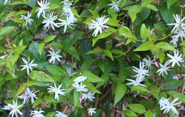 jasmine-flowers