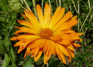 marigold-calendula-officinalis