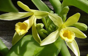 vanilla-orchid